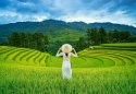 Castor Puzzle 1000 elementów Rice Fields in Vietnam