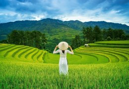 Castor Puzzle 1000 elementów Rice Fields in Vietnam