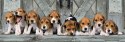 Clementoni 1000 elementów Panorama High Quality Beagles