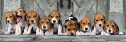 Clementoni 1000 elementów Panorama High Quality Beagles