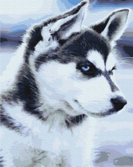 Symag Obraz Paint it! Husky szczenię